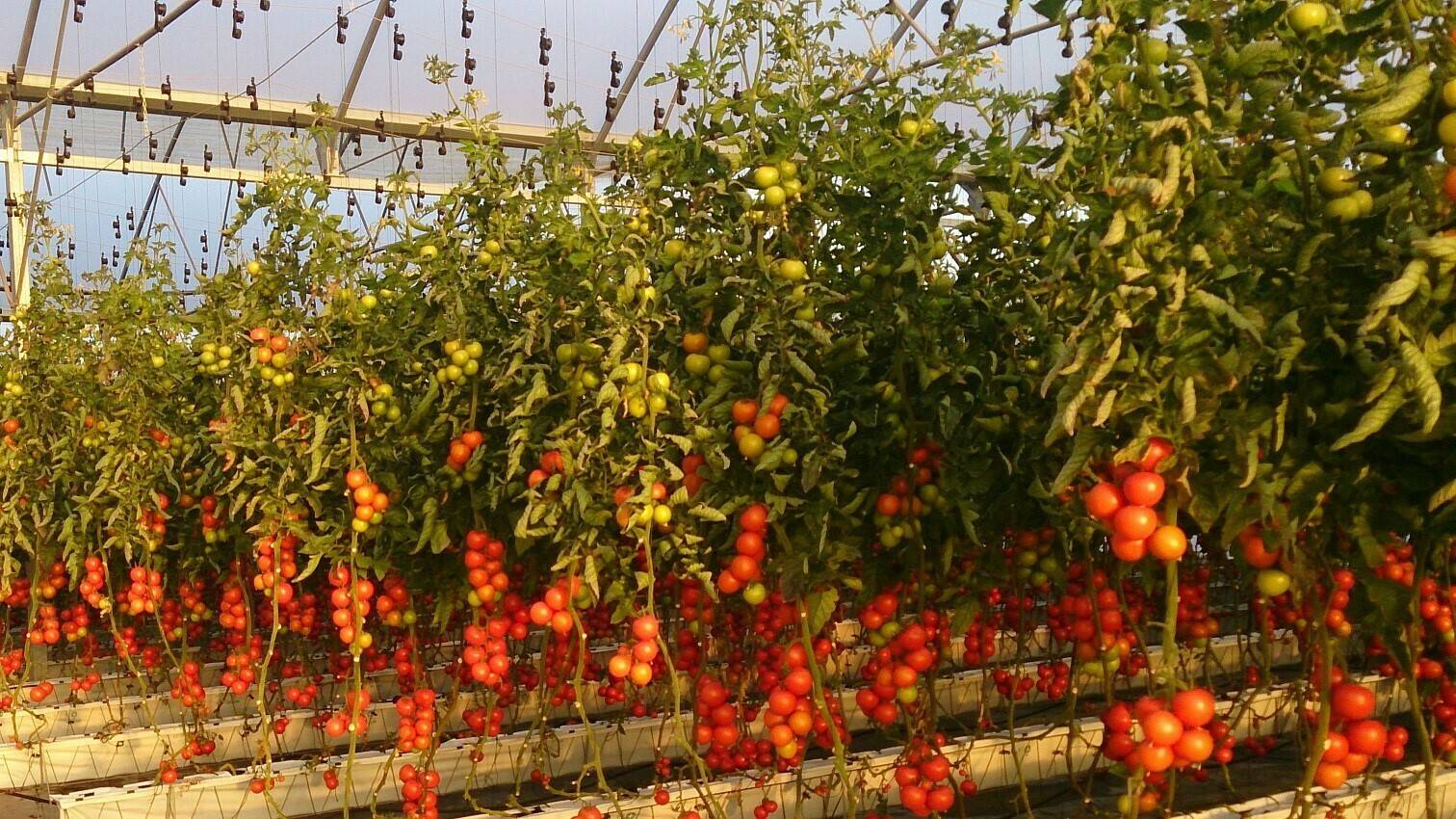 DSC_0830-2|IMG-20180327-WA0003-2